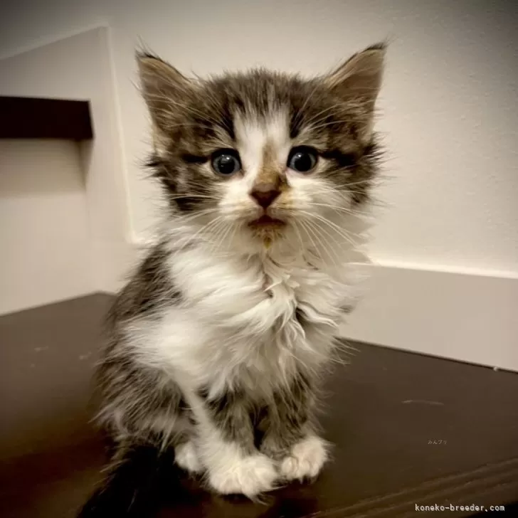 ID：2410-01537の子猫