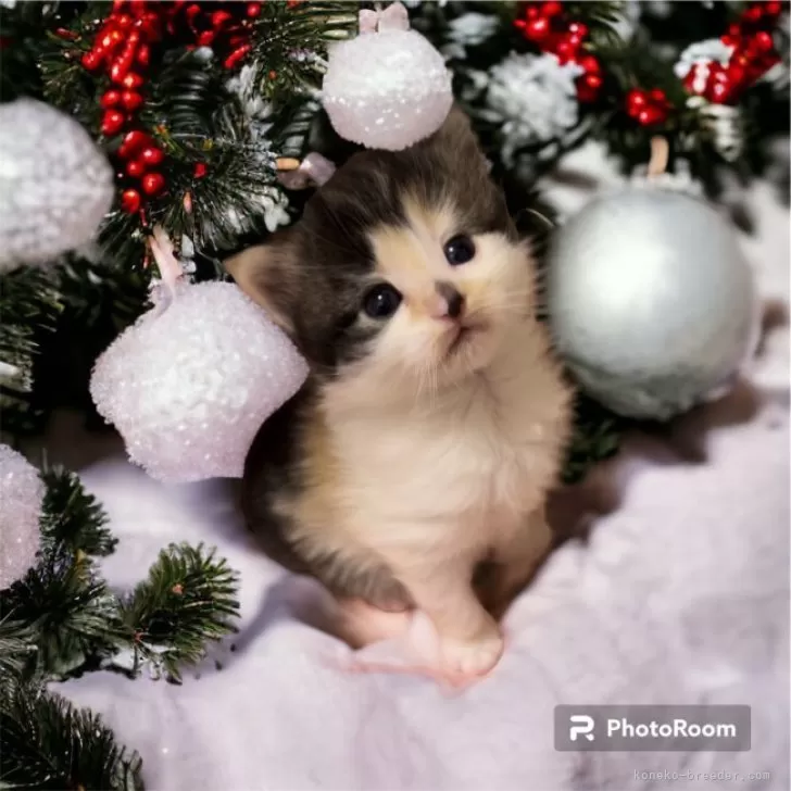 ID：2312-01766の子猫