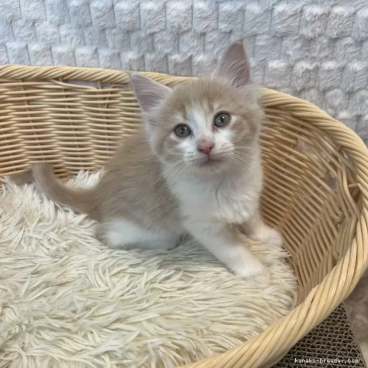 ID:2405-00866の子猫