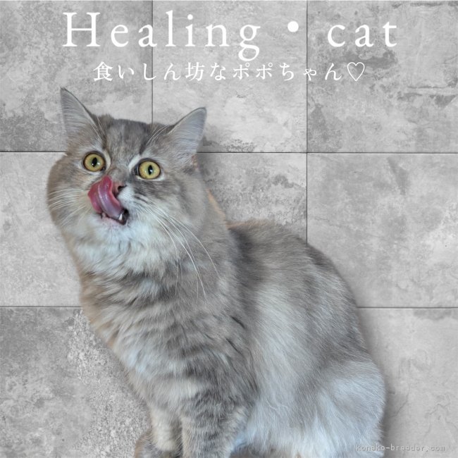 サイベリアン【・女の子・2024年10月26日・ブルータビー】