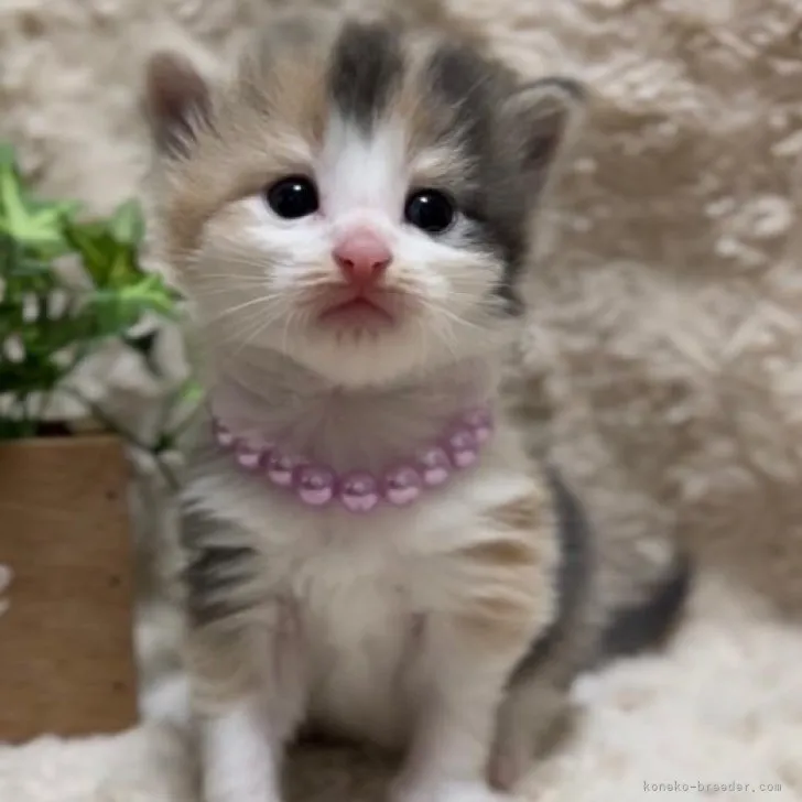 ID:2308-01163の子猫