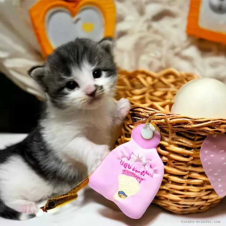 C.K 様のお迎えした子猫