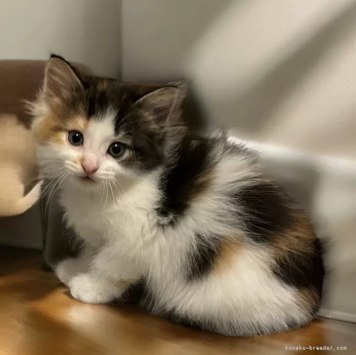 ID:2406-01339の子猫