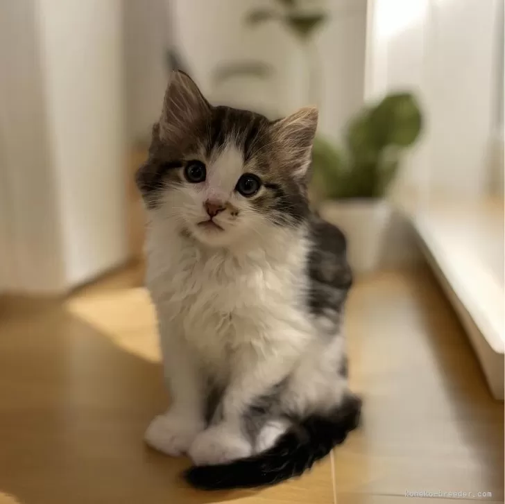 ID：2406-01343の子猫