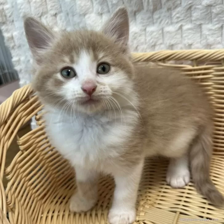ID:2405-00899の子猫
