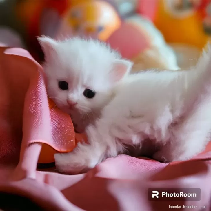 ID：2312-02947の子猫
