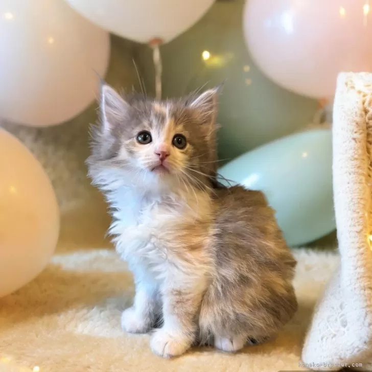 ID：2406-02177の子猫