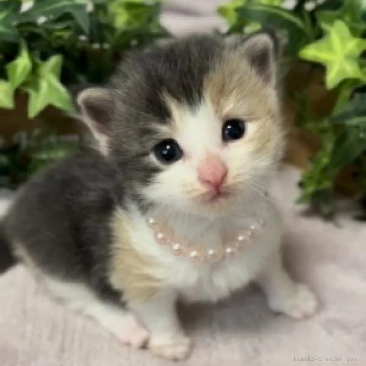 ID:2308-01422の子猫