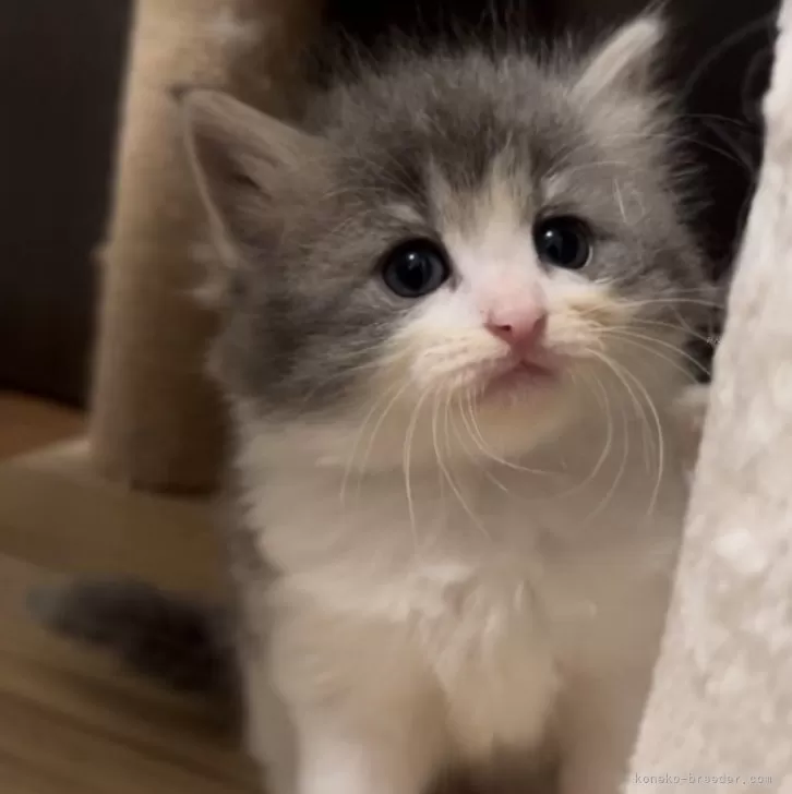 ID：2404-01852の子猫