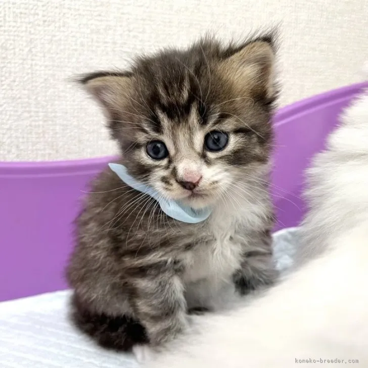 ID:2308-02471の子猫