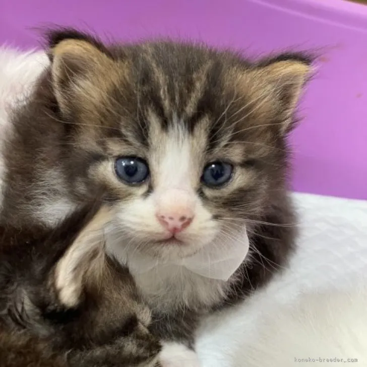 ID：2308-02472の子猫