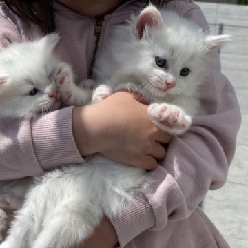 ノルウェージャンフォレストキャット&マンチカン【北海道・男の子・2023年3月30日・ホワイト（長毛）】の写真「綺麗なお顔の可愛い子です。」