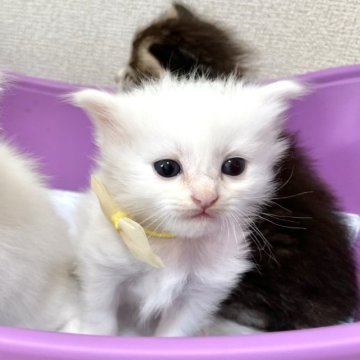 ノルウェージャンフォレストキャット×マンチカン【北海道・女の子・2023年7月31日・ホワイト（長毛）】の写真「期間限定販売のためあと1週間で販売終了いたします。」
