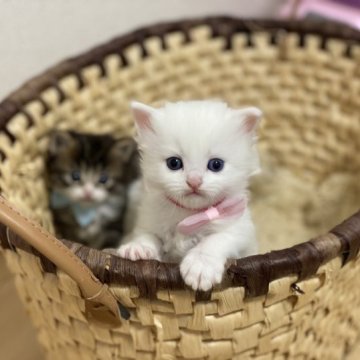 ノルウェージャンフォレストキャット&マンチカン【北海道・男の子・2023年3月30日・ホワイト（長毛）】の写真「活発で何にでも興味津々です。」