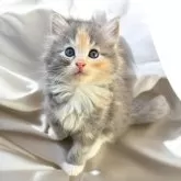 サイベリアン【北海道・女の子・2024年7月18日・ブルーパッチドタビー&ホワイト】の写真1「ご飯をたくさん食べ、兄妹よりも少し大きく成長しております♡」