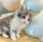 ノルウェージャンフォレストキャット【北海道・男の子・2024年5月1日・ブルタビー&ホワイト】の写真1「パステルカラーは毛色を薄めるダイリュート遺伝子により白っぽく薄まったような色が出現します。」