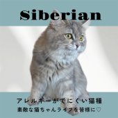 サイベリアン【・女の子・2024年10月26日・ブルータビー】