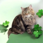 サイベリアン【・女の子・2024年7月27日・ブラウンパッチドタビー】