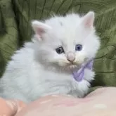 ノルウェージャンフォレストキャット×マンチカン【北海道・女の子・2024年9月11日・ホワイト】の写真3