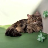 サイベリアン【・女の子・2024年7月27日・ブラウンパッチドタビー】