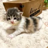 ノルウェージャンフォレストキャット【北海道・女の子・2023年7月25日・ダイリュウトキャリコ】の写真3「色の入りがキレイな子です。」