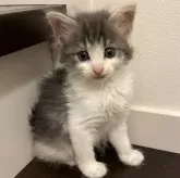 ノルウェージャンフォレストキャット【北海道・女の子・2024年9月9日・ダイリュートキャリコ】の写真3