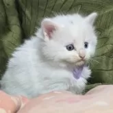 ノルウェージャンフォレストキャット×マンチカン【北海道・女の子・2024年9月11日・ホワイト】の写真4