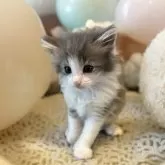 ノルウェージャンフォレストキャット【北海道・男の子・2024年5月1日・ブルタビー&ホワイト】の写真4「ハチワレを漢字で書くと「八割れ」です。」