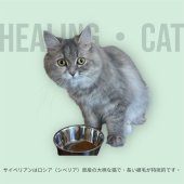 サイベリアン【・女の子・2024年10月26日・ブルータビー】