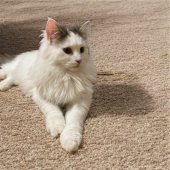 ノルウェージャンフォレストキャット【・女の子・2024年5月10日・ブルーパッチドタビー&ホワイト】