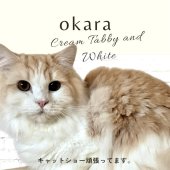 サイベリアン【・男の子・2024年10月27日・クリームタビー&ホワイト】