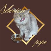 サイベリアン【・女の子・2024年10月26日・ブルータビー】