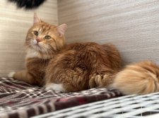 サイベリアン【・男の子・2023年8月30日・レッドタビー&ホワイト】