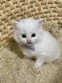ノルウェージャンフォレストキャット&マンチカン【北海道・男の子・2023年3月30日・ホワイト】の写真5