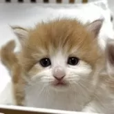 サイベリアン【北海道・女の子・2025年9月20日・レッドタビー&ホワイト】の写真11