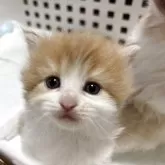 サイベリアン【北海道・女の子・2025年9月20日・レッドタビー&ホワイト】の写真14