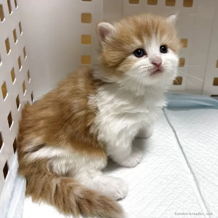 サイベリアン【北海道・女の子・2025年9月20日・レッドタビー&ホワイト】の写真1「可愛いです。」