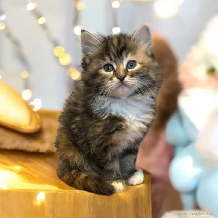 ID：2504-01079の子猫