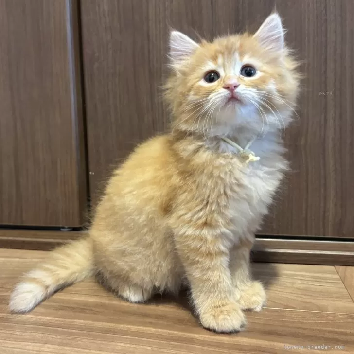 ID：2506-00729の子猫