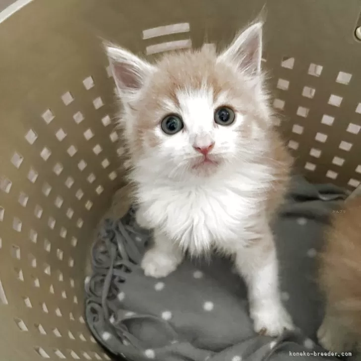 ID：2509-01254の子猫