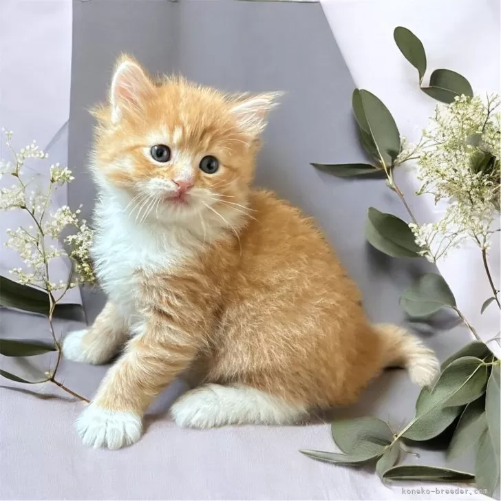 ID：2506-00481の子猫