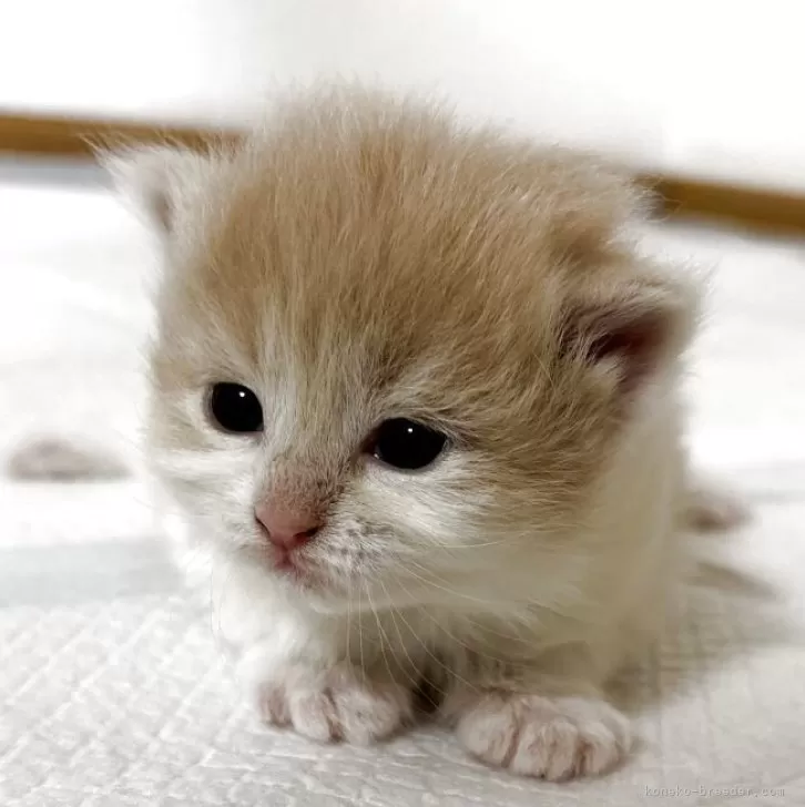 A 様のお迎えした子猫