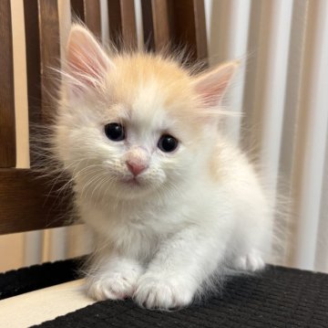 サイベリアン【北海道・女の子・2025年9月14日・クリーム&ホワイト（長毛）】の写真「生後57日で販売終了致します☑️ご連絡お待ってます」