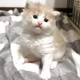 サイベリアン