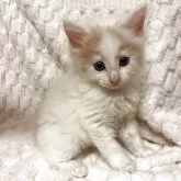 ノルウェージャンフォレストキャット