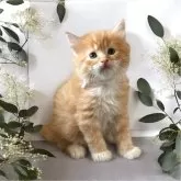 サイベリアン