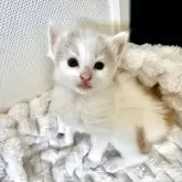 ノルウェージャンフォレストキャット