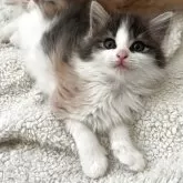 ノルウェージャンフォレストキャット