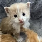ノルウェージャンフォレストキャット