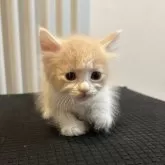 サイベリアン